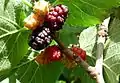 Ripe fruit and foliage of Morus nigra