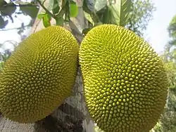 Jackfruit from Palayad