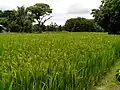 Golden paddy field