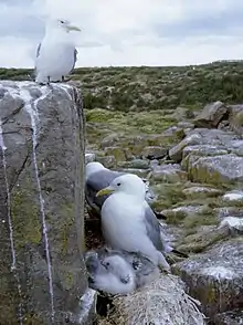 A bird sits on a large square stone, while others sit upon nests with hatchlings