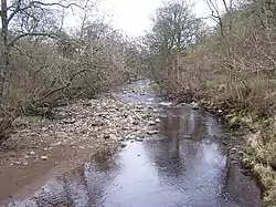 A river cutting through a wood