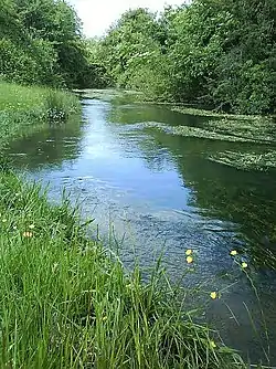 River Dun near Hungerford