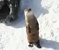 Northern river otter playing in the snow at the Buffalo Zoo.