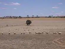 Image 12Dry paddocks in the Riverina region during the 2007 drought (from History of New South Wales)