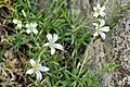 Sandwort-leaved mouse-ear