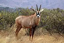 Brown bovid with white and black markings