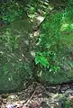 The steps down to Robert Burns' Bath in the Kingen Cleugh Glen.