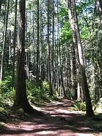 A trail through several tall trees