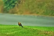 A picture of a Robin looking at the camera.