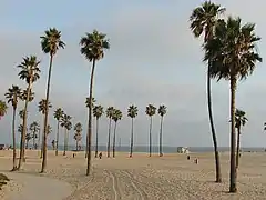 Washingtonia robusta