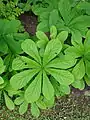 Rodgersia aesculifolia in the botanical gardens of the location in Velp