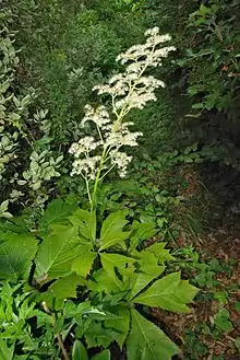 Flowers of Rodgersia podophylla