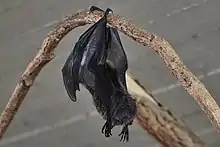 Rodrigues flying Fox in Prague Zoo