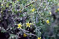 Roepera lichtensteiniana in Karoo National Park.