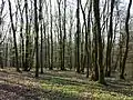 Oak-hornbeam forest in early spring