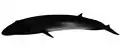 Image 45Bryde's whale (rorqual) (from Baleen whale)