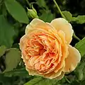 'Crown Princess Margareta'