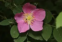 Wild rose