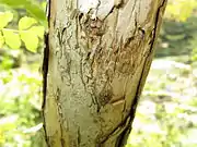 Bark tends to peel