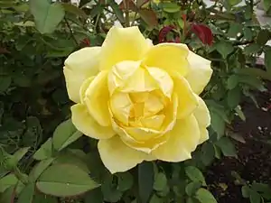 'Mellow Yellow', (2000)