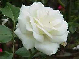 'White Cockade', (1969)