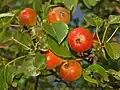 Fruits Pyrus pyraster