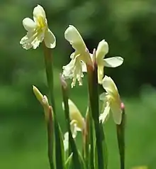 Roscoea cautleyoides Gagnep.