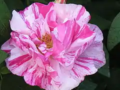 'Versicolor' (Rosa mundi)