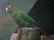 A green parrot with a red tail, blue-tipped wings, maroon cheeks, a red forehead, and white eye-spots