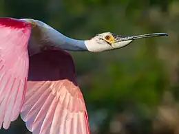 On High Island, Texas, United States