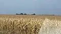 Maize in Dourados. Brazil and Argentina are among the five largest world producers.