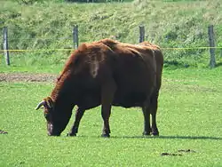 An Angeln cattle