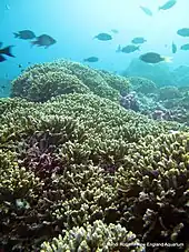 Hydnophora rigida corals in PIPA