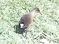 Rouget's rail in Debre Birhan, Ethiopia