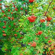 Rowan in the garden of Eastern Siberia