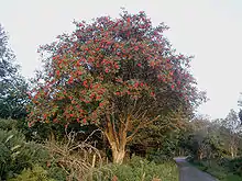 Image 14Rowan tree in Wicklow, Ireland (from List of trees of Great Britain and Ireland)