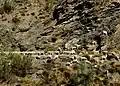 Herd of goats on mountains