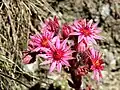 Sempervivum arachnoideum