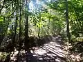 View of the trail / road (Roy Gap Road) to the South Peak area in the morning