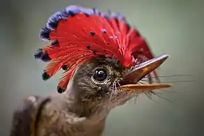 Amazonian Royal Flycatcher