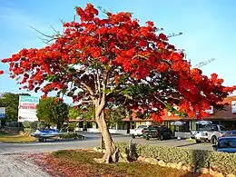 Image 17Royal Poinciana tree in full bloom in the Florida Keys, an indication of South Florida's tropical climate (from Geography of Florida)