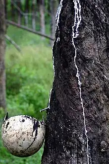 Crop diversification was carried out, phasing out rubber in favour of oil palms