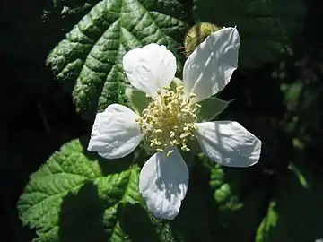 Close-up of flower