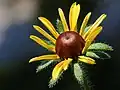 Rudbeckia hirta