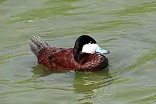 Ruddy duck (male)