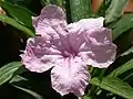 Ruellia simplex, pink