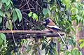 Rufous Treepie