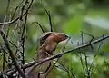 A rufous babbler at Nelliyampathy