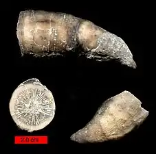 Solitary rugose coral (Grewingkia) in three views; Ordovician, southeastern Indiana