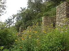 Ruins and flora